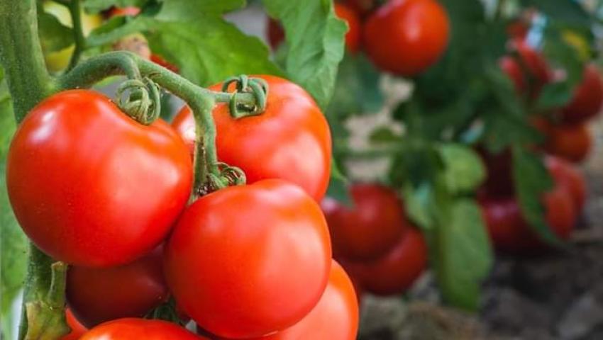 How Our Greenhouse Investment Works