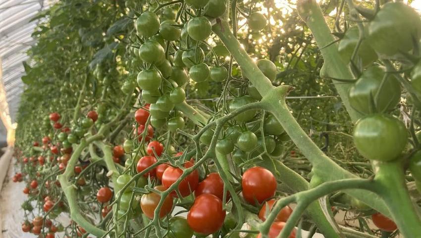 Why Millennium Hydroponics Africa?