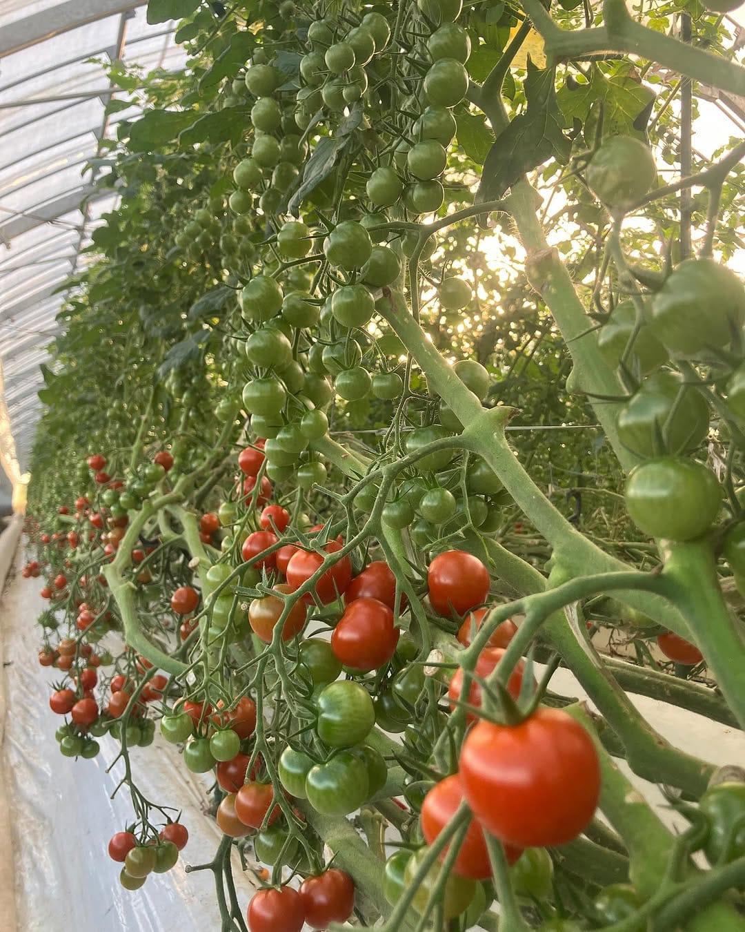 Why Millennium Hydroponics Africa?